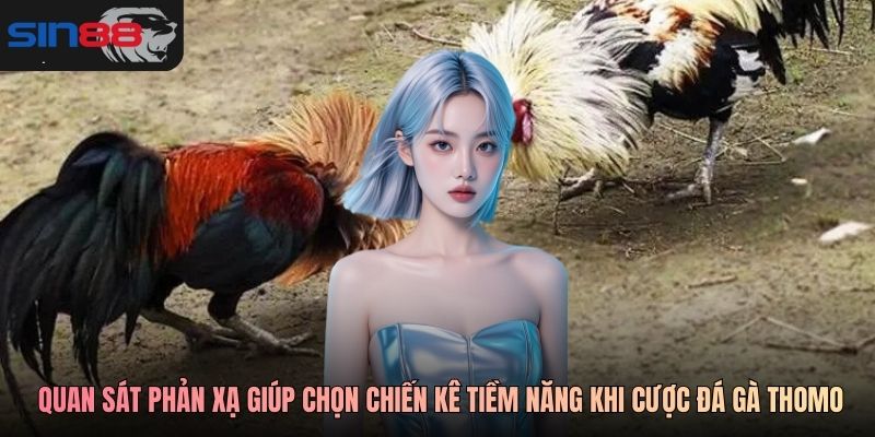 Quan sát phản xạ giúp chọn chiến kê tiềm năng khi cược đá gà Thomo